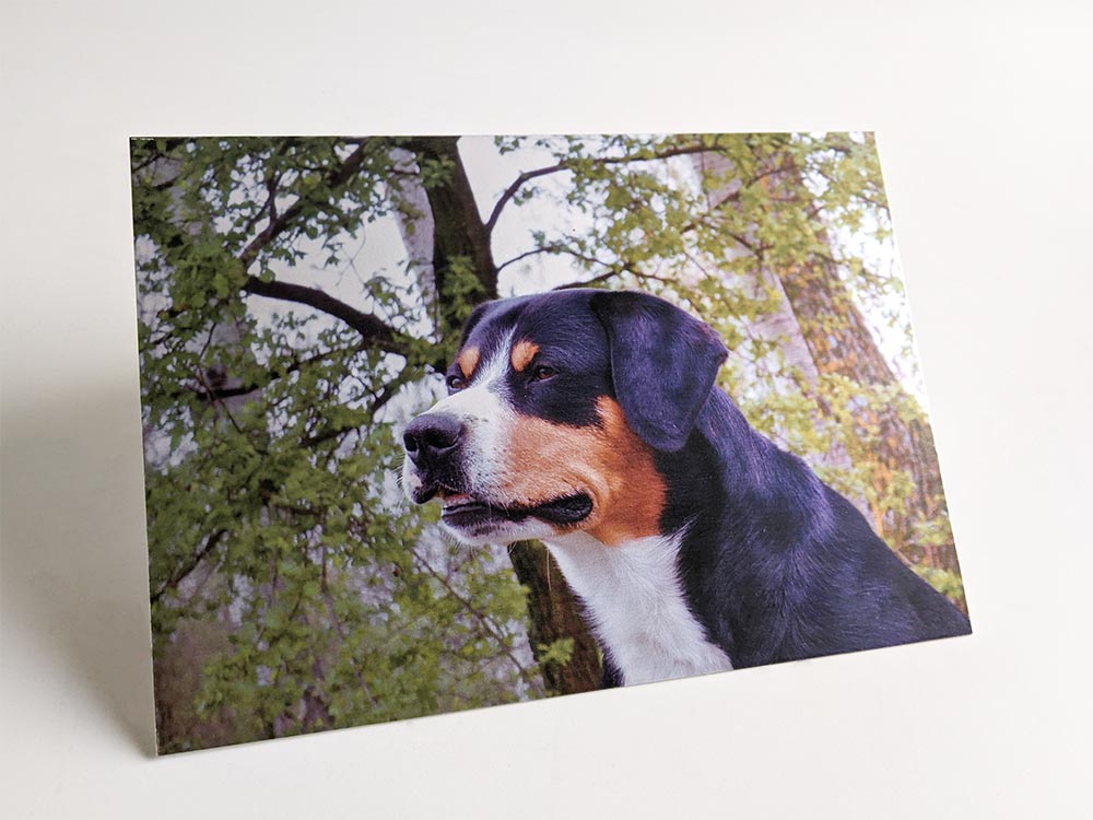 Fotomotiv von einem Hund auf einer Metallplatte
